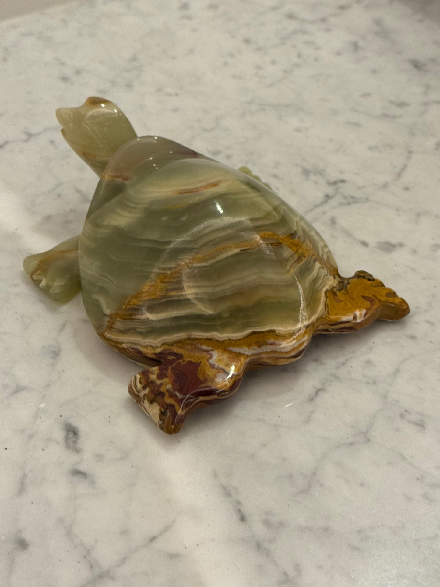Pakistan onyx turtle